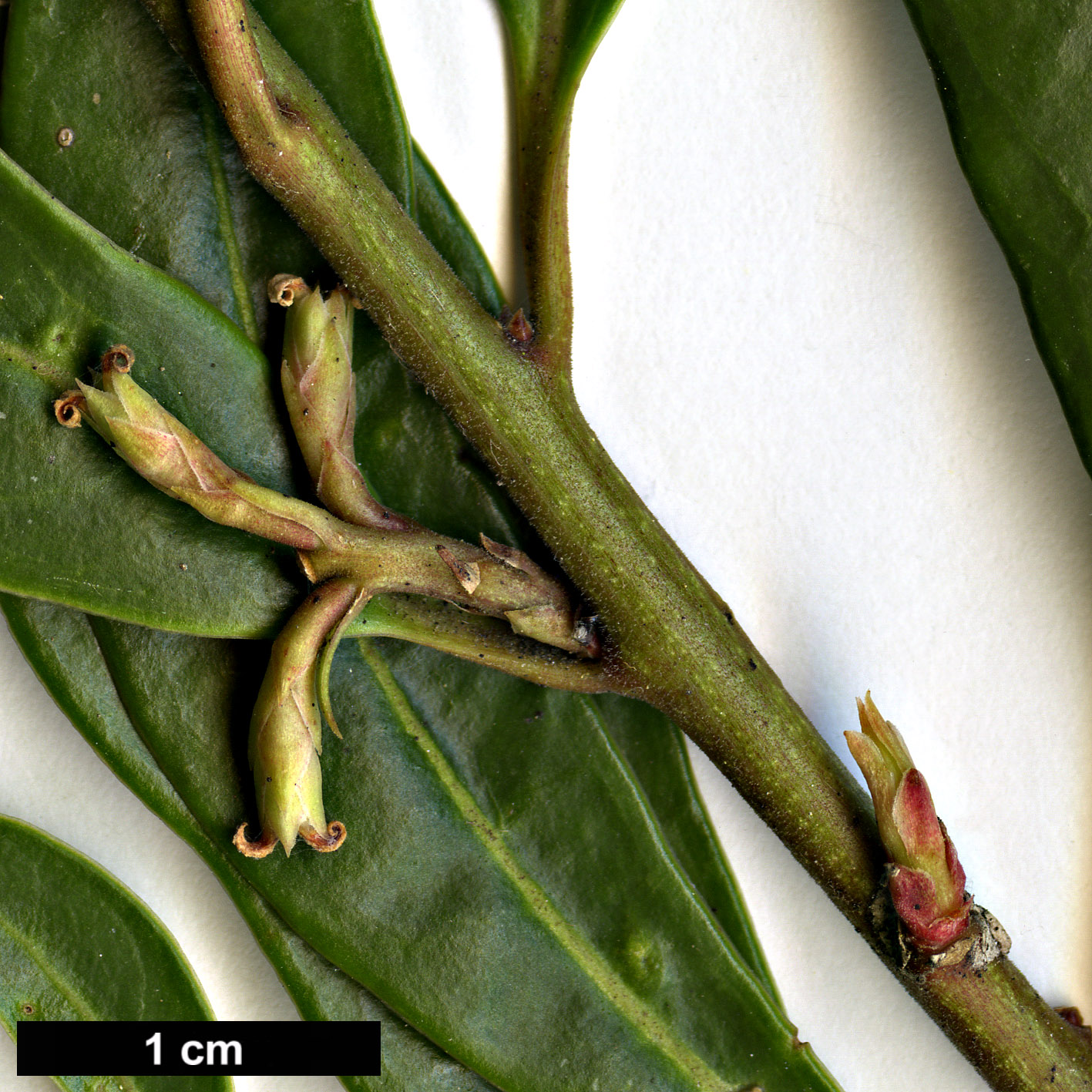 High resolution image: Family: Buxaceae - Genus: Sarcococca - Taxon: hookeriana - SpeciesSub: var. digyna